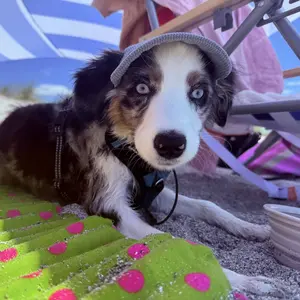 Pet Baseball Cap, Outdoor Sun Protection Pet Hat, Breathable Pet Headwear for Small Medium Large Dogs & Cats, Pet Supplies