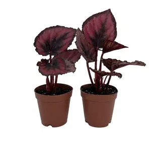 Red Rex Begonia Plant - 2 Plants in 2" Pots - Easy House Plant