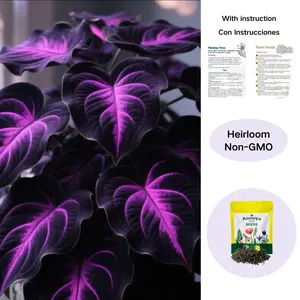 Hosta Seeds Perennial Shade Plant for Garden and Yard Non-GMO USA Made with Instructions for Easy Care and Versatile Growth