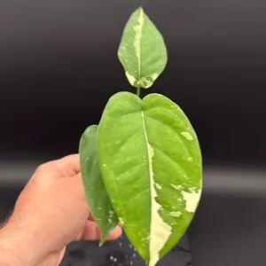 Variegated Syngonium chiapense – 3” Pot