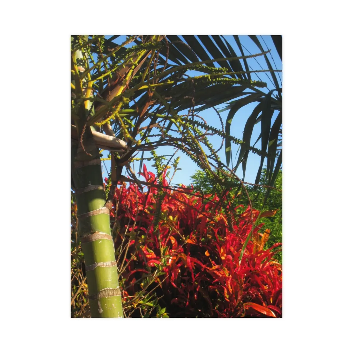 tropical palm tree poster