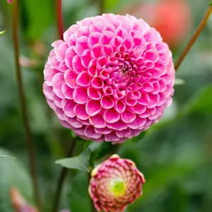 Green River 25 Franz Kafka Dahlia Seeds - Flower Seed Pack, Compact Pompon Blooms, Perennial Garden Marvel, Perfect For Borders And Bouquets