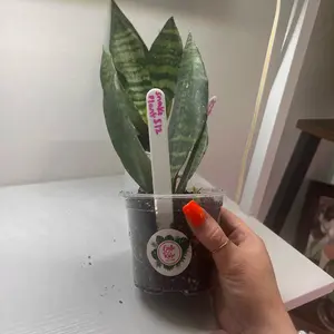 4 inch potted snake plant