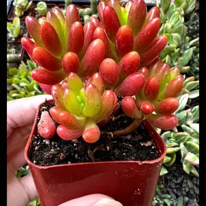 Sedum Jelly Bean, Sedum Rubrotinctum, Jelly Bean Plant, Live Plant in 2'', 4'' pot