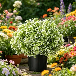 Artificial Boxwood Topiary Ball Tree, Faux Shrubs with Plastic Pot, Fake Eucalyptus Greenery, Potted Plant for Outdoor All Season Decor
