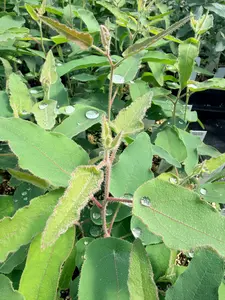 Lemon Bush Eucalyptus