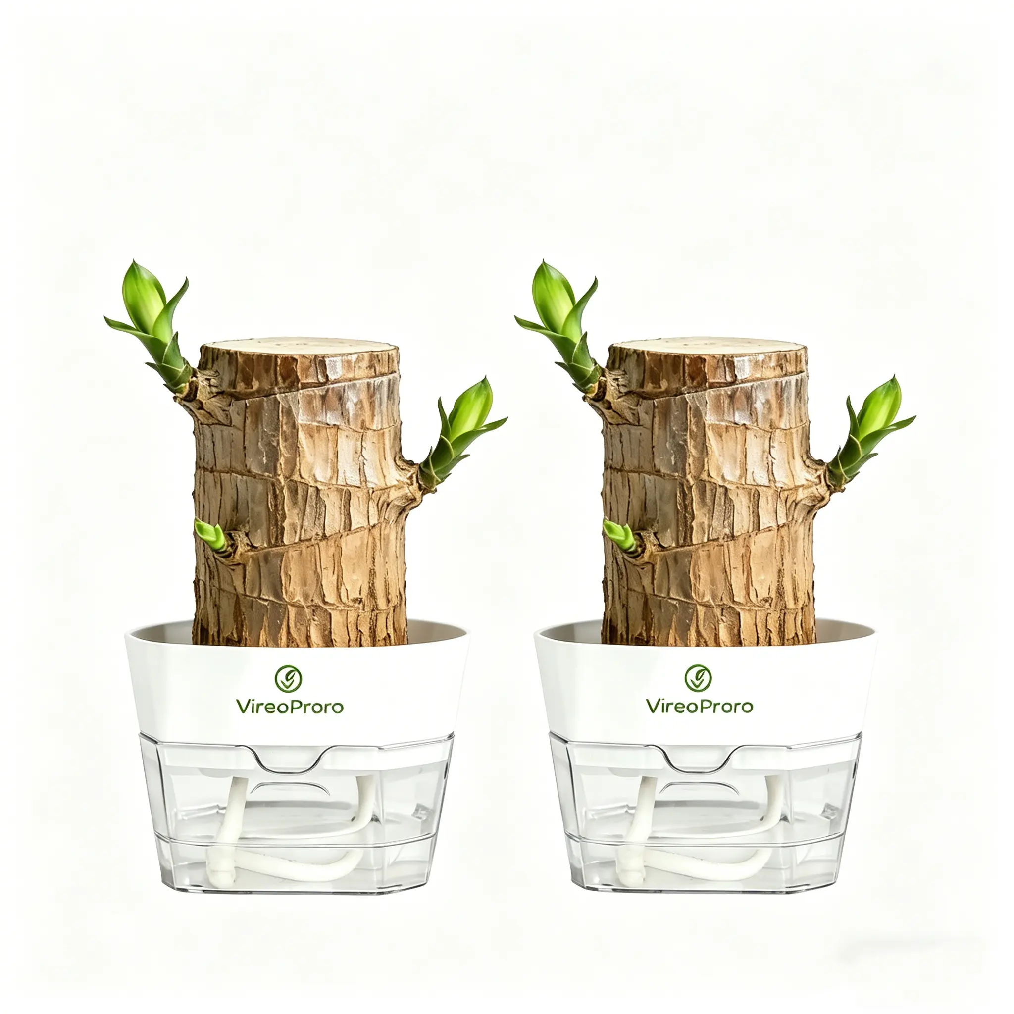 （Brazilian wood + professional pot）*2