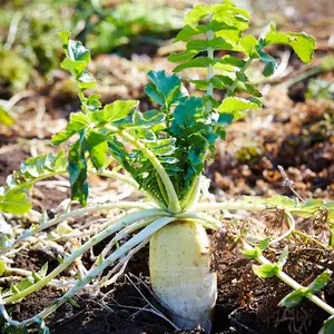 Daikon Radish Organic Seeds (Raphanus sativus var. longipinnatus) Fast-growing Asian root—crisp, spicy-sweet flavor, great for pickling & soil health.