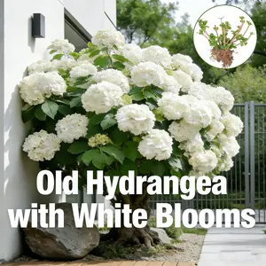 White hydrangea mature plant, pure large flowers, abundant flowers and long flowering period, heat and cold resistance, perfect for gardens and balconies
