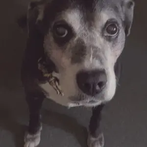 Product Review of Zesty Paws Probiotic Bites for Dogs - Canine Nutritional Supplement with Six Probiotics for Gut Health & Immune Function from S**a