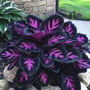 800PCS Hosta Seeds Shade Perennial – Fill Empty Spaces Fast