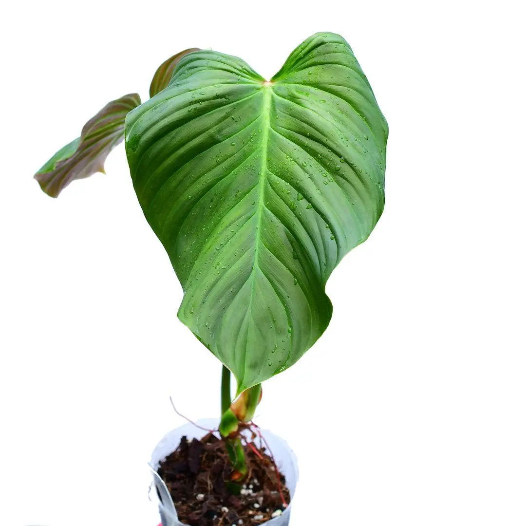 Philodendron sp 'asperum'