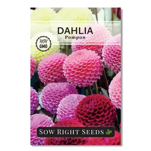 Pompon Dahlia Seeds