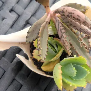 Conch Shell Succulents - Natural Home Decor for Indoor Plant Lovers