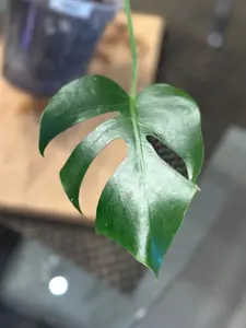 Monstera Compacta - #3