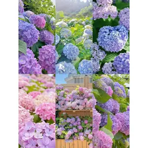 200pcs Mixed Color Hydrangea Seeds | Hardy Perennial Flowers for Vibrant Garden Displays | Easy to Grow & Perfect for Landscaping