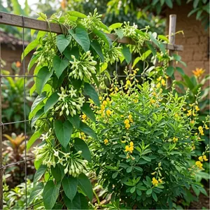 COMBO SPECIAL 20 Loroco Plant Seeds & 30 Seeds Chipilin Seeds