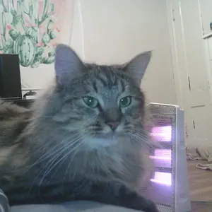 Product Review of Digital Camera, 1080P & 44MP, 32G Memory Card, 16X Digital Zoom, Compact & Portable Digital Camera Photos For Teens & Beginners, Gift #TOP PICKS,Boys & Men gifts from J**n