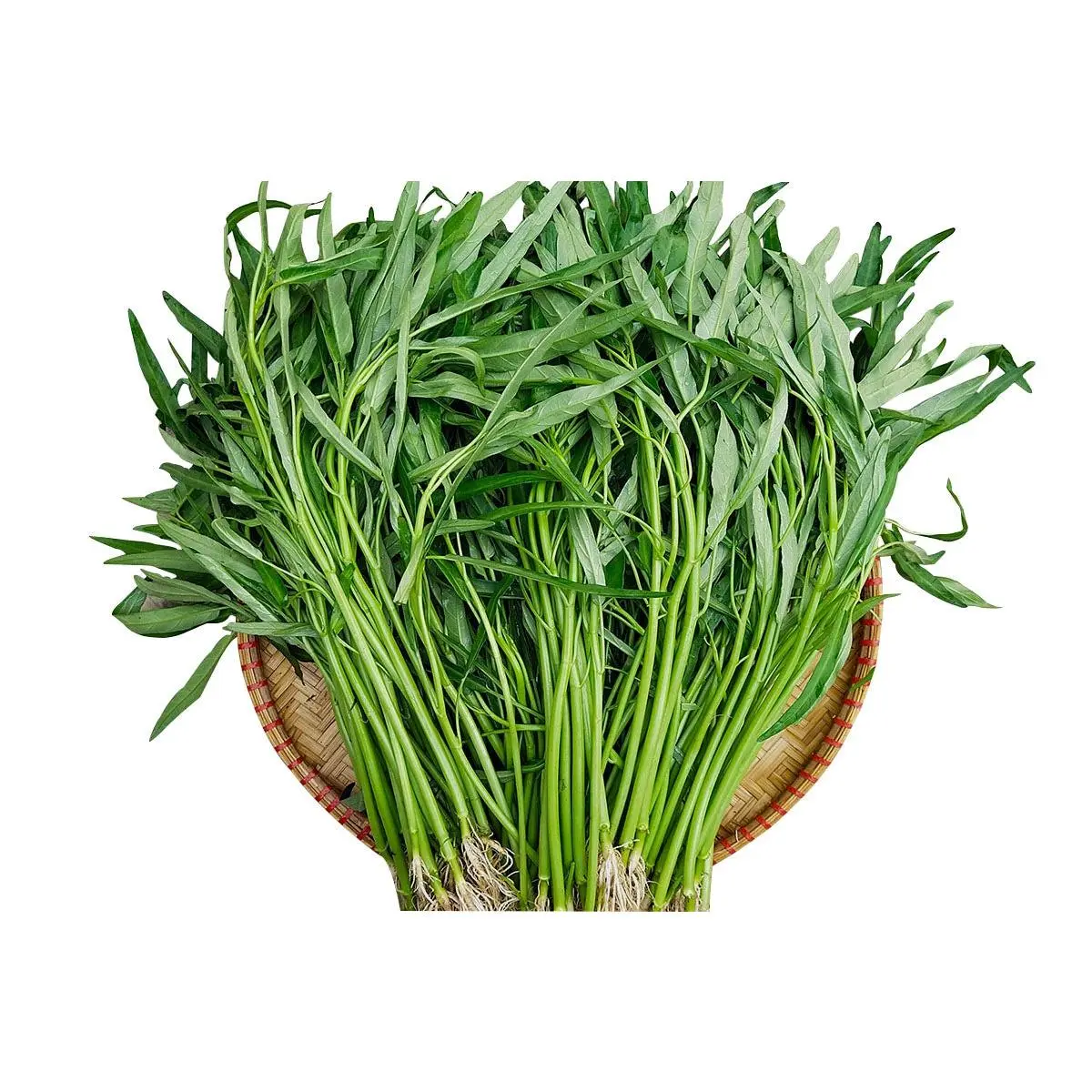 Water Spinach (Rau Muống, Ong Choy, Kangkong, Kong Xin Cai) Seeds
