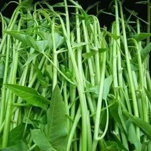 Super Buds Water Spinach Seeds, Thai Water Morning Glory, Rau Muong Sieu Dot