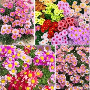 300+ Pyrethrum Flower Seeds – Bright Yellow Tanacetum Chrysanthemum for Stunning Garden Blooms, Easy-to-Grow Perennial Plant
