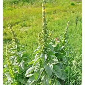 Mullein Leaf Tea - Herbal Remedy 100 gram