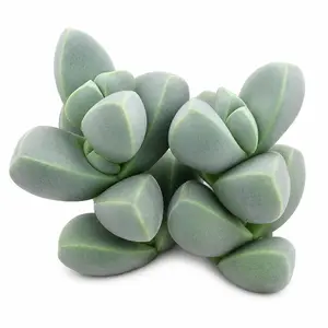Live Corpuscularia Lehmannii Succulent (Real Ice Plant) in 2in Starter Pot, Easy-Care Beginner-Friendly Indoor Gardening Plant for Apartment, Home Decoration, Dorm, All-Seasons Home Office Use