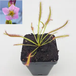 Drosera capensis pink flower [Fungus gnat catcher]