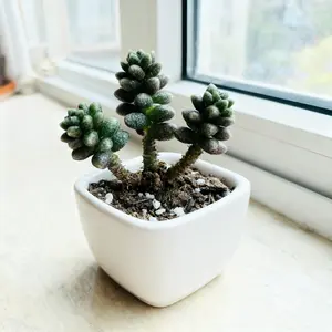 2 Inch Sedum Furfuraceum Bonsai Sedum, Dwarf Jade-Like Succulent,Thick Textured Leaves, Tree-Like Form