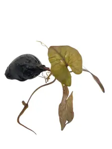 Tofu's Tanks Dwarf Aquarium Lily - Live Aquarium Plant - Great gift for aquarium owners! - Easy live aquarium plant - bettas love to rest on the leaves