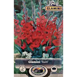 Tom Glamini Gladiolus 10 Bulbs - NEW! - Petite - 10/12 cm - Burgundy/Red