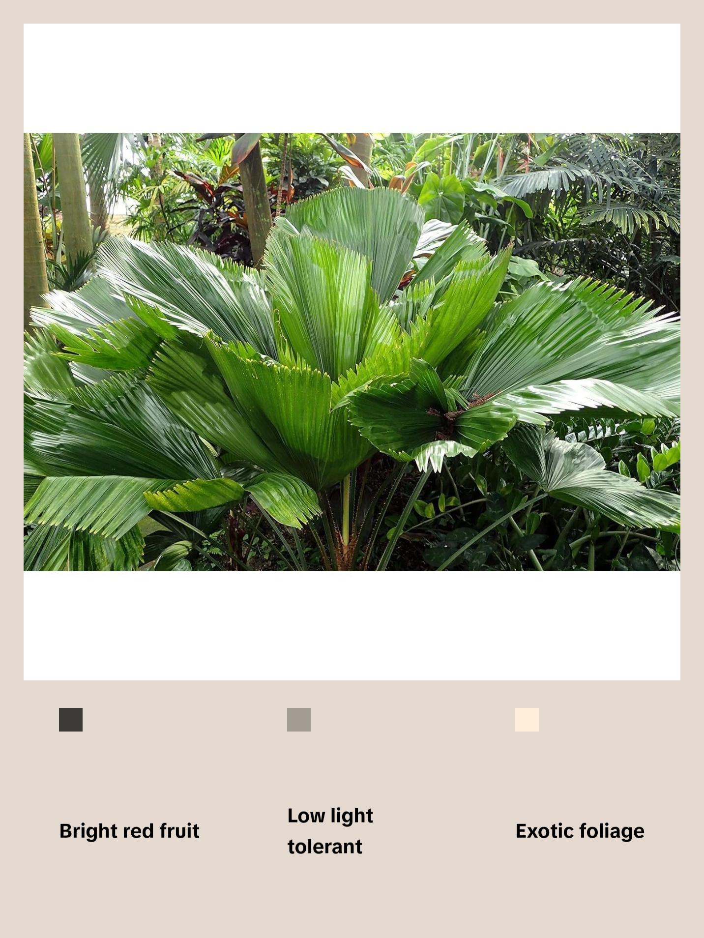 Vanuatu Fan Palm - Ruffled Fan Palm - Live Plant in a 1 Gallon Pot - Licuala Grandis - Extremely Rare Ornamental Palms of Florida