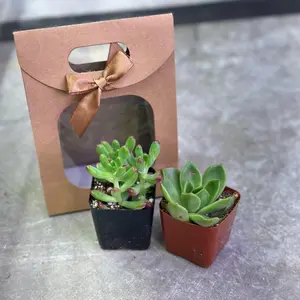 NAMA Valentine's Day Succulent Gift Set - 2 inch Mix and Match Succulents in Stylish Gift Bag with Gold Bow