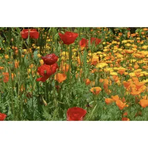 PNW Wildflower Mix Small Shaker Bottle