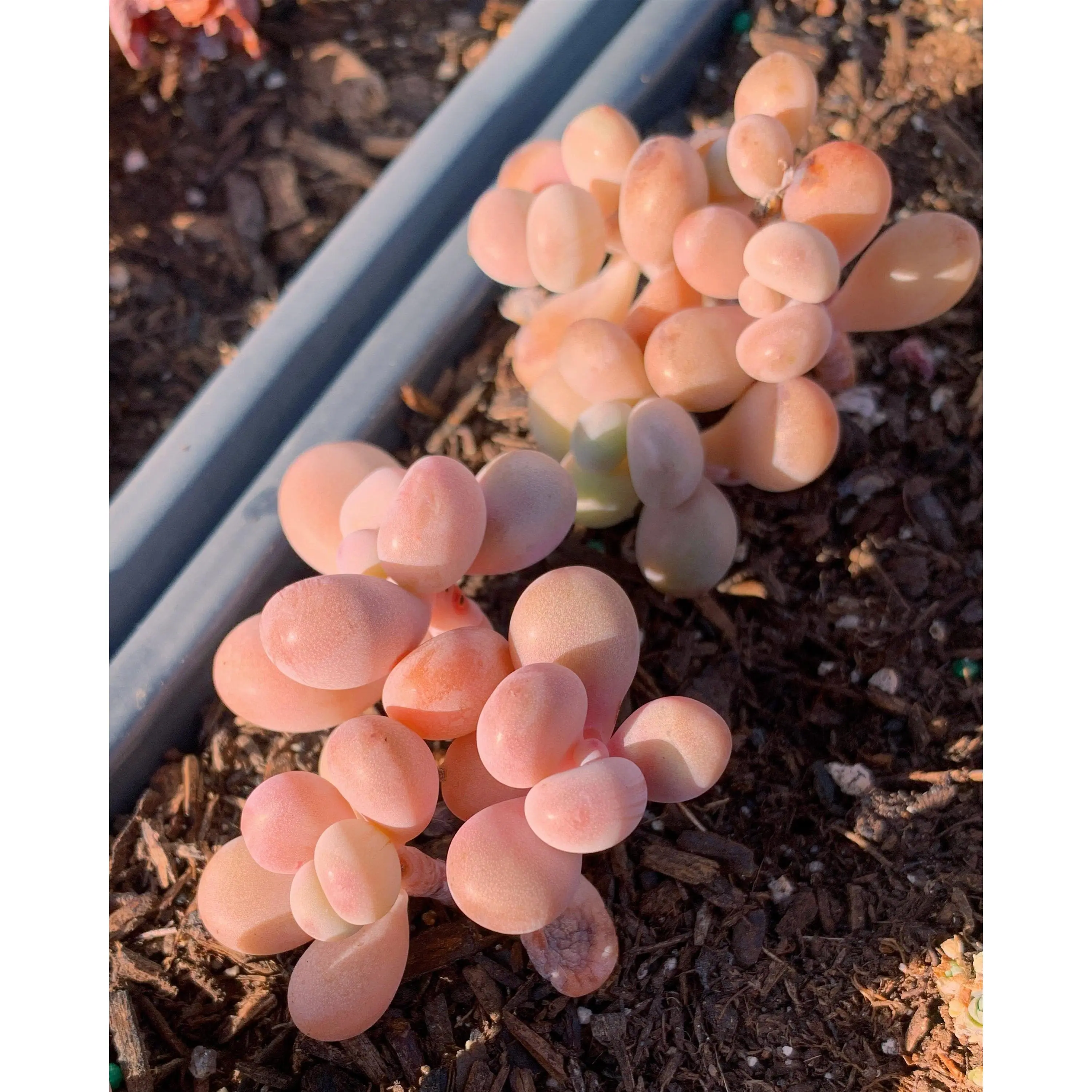 Purple Graptopetalum Amethystinum (Purple Pearl) - April Farm/Rare Succulent