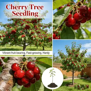 Cherry tree seedlings, cold-resistant and strong, adaptable, suitable for planting in northern gardens