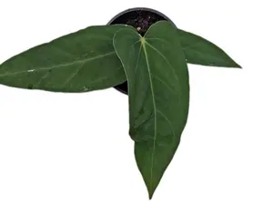 Anthurium papillilaminum x Anthurium panamense