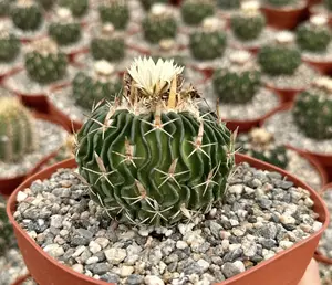 Stenocactus Multicostatus, Brain Cactus in 3", 6" pot