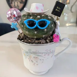 One Tiny tea Cactus Live Plant in soil and vintage tea cup Planter with decorations package