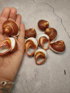 Acavus Superbus Roseolabiatus Land Snail Shell