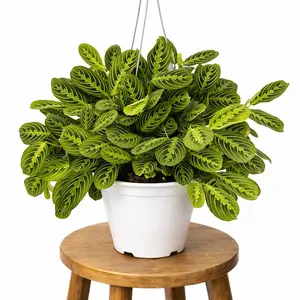 8" XL Maranta Prayer Plant 'Lemon Lime', Pet Friendly, Humidity Loving Plant, Live Houseplant, Indoor Plant