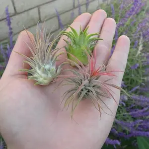 Tillandsia Ionantha variety pack