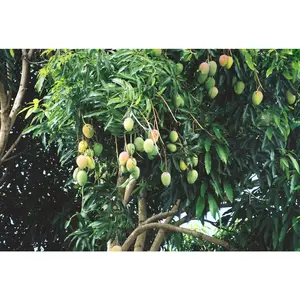 Mango Tree - Live Fruit Tree in a 3 Gallon Pot - Mangifera Indica 'Miracle Mango' - Tropical Edible Fruit Bearing Tree