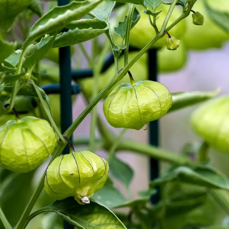 Green Tomatillo Seeds - Organic, Heirloom, Open Pollinated, Non GMO - Grow Indoors, Outdoors, In Grow Beds, Soil, Hydroponics & Aquaponics