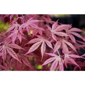 Acer palmatum 'Shojo nomura' Red Upright Japanese Maple