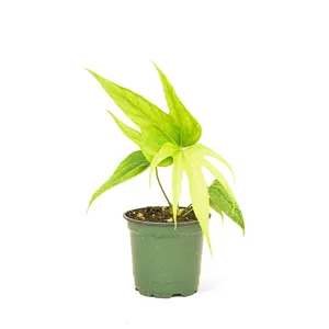 Anthurium 'Fingers', Small