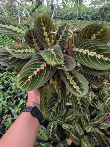 Red Marranta - Stunning Trailing Plant with Deep Green Leaves & Red Veins Compact Size 6 Inches Perfect for Small Spaces