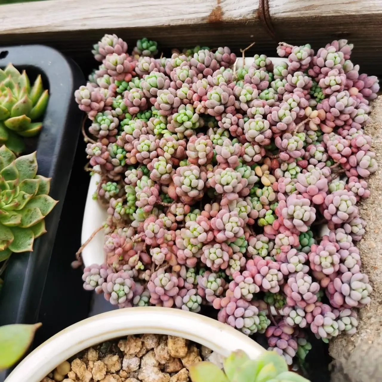2"Live Succulent Sedum dasyphyllum Corsican Stonecrop 2"Live Succulent Sedum dasyphyllum Corsican Stonecrop