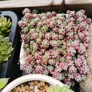 2"Live Succulent Sedum dasyphyllum Corsican Stonecrop