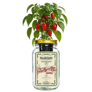 Fresh Bites Red Mini Bell Pepper Indoor Garden Kit – Mason Jar Hydroponic Pepper Grow Kit – Windowsill Countertop Pepper Planter – Grow Sweet Peppers Indoors